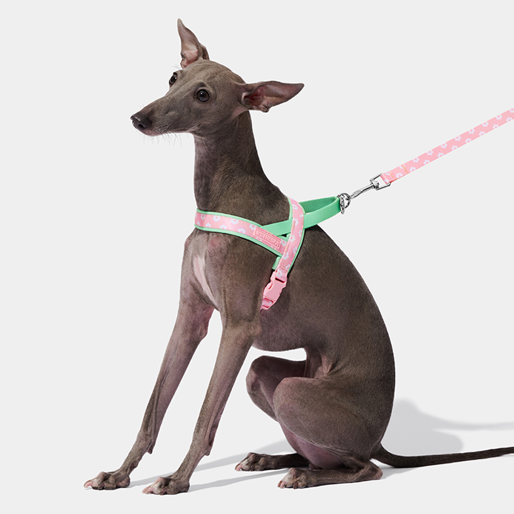 Luxury Pet Chest Strap Tractio - Headcollar Rope Set review and price