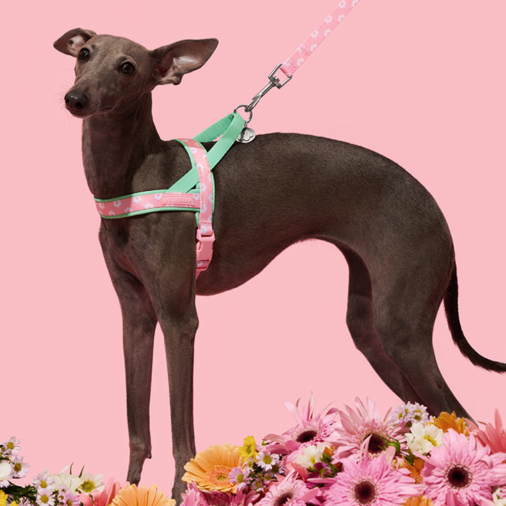Luxury Pet Chest Strap Tractio - Headcollar Rope Set review and price