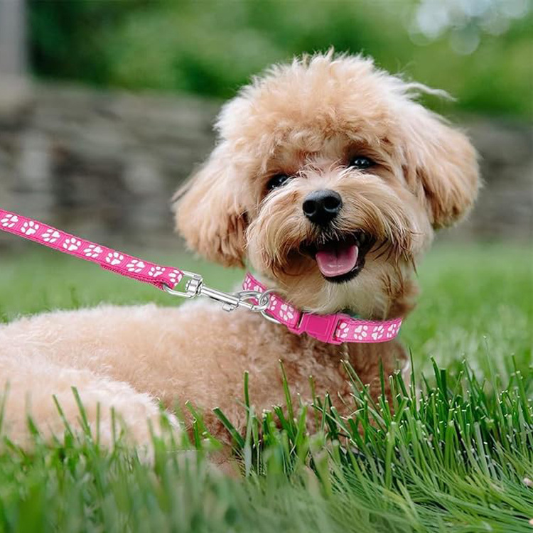 Dog Paw Print Pet Traction Rop - Headcollar Rope Set review and price